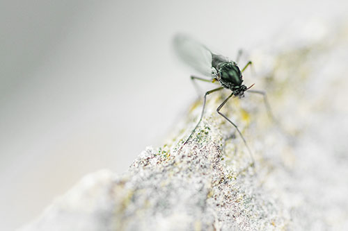 Chironomid Midge Fly Standing Along Rock Edge (Yellow Tint Photo)