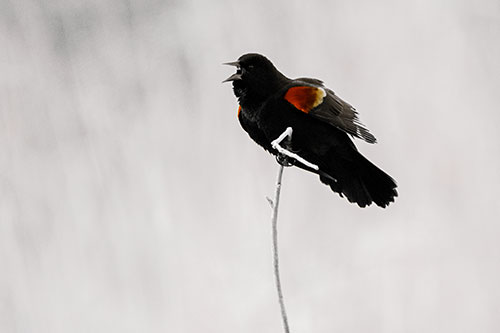 Chirping Red Winged Blackbird Atop Snowy Branch (Yellow Tint Photo)