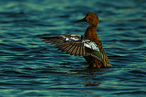 Cinnamon Teal Duck Flaps Wings Among Lake (Yellow Tint)