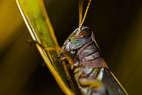 Climbing Grasshopper Crawls Upward (Yellow Tint Photo)