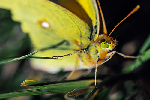 Cloudless Sulphur Butterfly Taking Stance (Yellow Tint)