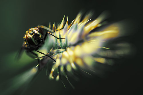 Cluster Fly Rides Plant Top Among Wind (Yellow Tint Photo)