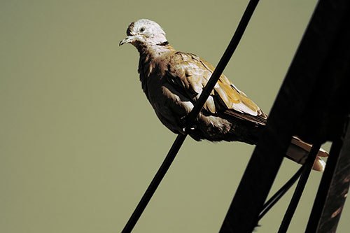 Collared Dove Perched Atop Wire (Yellow Tint Photo)