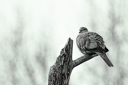 Collared Dove Sitting Atop Broken Tree (Yellow Tint)