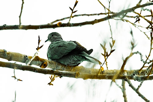 Collared Dove Sitting Atop Tree Branch (Yellow Tint Photo)