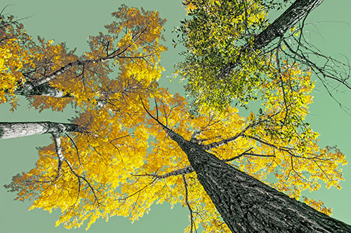 Colorful Towering Autumn Trees Among Clear Sky (Yellow Tint)