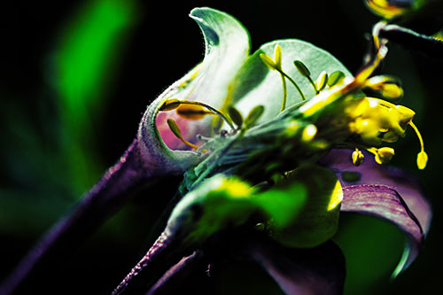 Columbine Flower Face Embracing Sunlight (Yellow Tint)