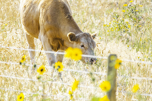 Cow Snacking On Grass Behind Fence (Yellow Tint Photo)