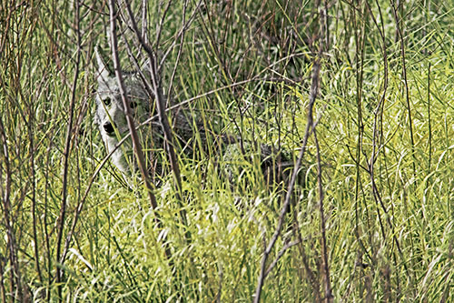 Coyote Makes Eye Contact Among Tall Grass (Yellow Tint)