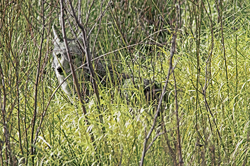 Coyote Makes Eye Contact Among Tall Grass (Yellow Tint Photo)