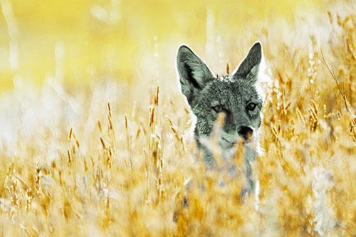 Coyote Peeking Head Above Feather Reed Grass (Yellow Tint Photo)