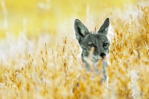 Coyote Peeking Head Above Feather Reed Grass (Yellow Tint)