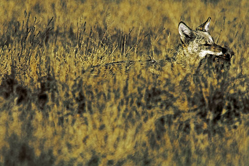 Coyote Running Through Tall Grass (Yellow Tint Photo)