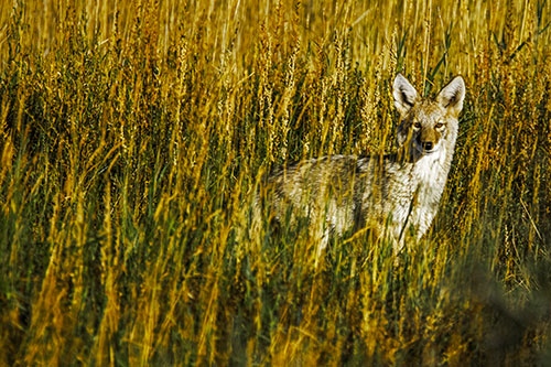 Coyote Watches Among Feather Reed Grass (Yellow Tint Photo)