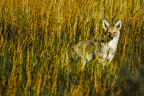 Coyote Watches Among Feather Reed Grass (Yellow Tint)