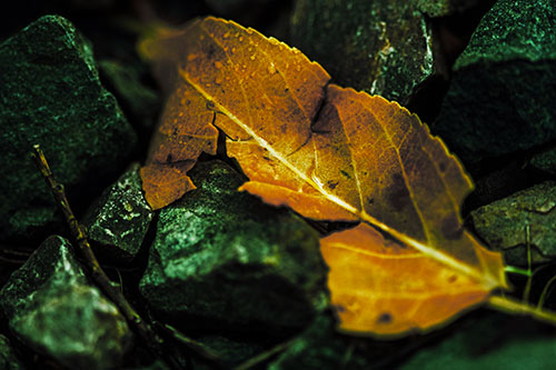 Cracked Soggy Leaf Face Rests Among Rocks (Yellow Tint Photo)