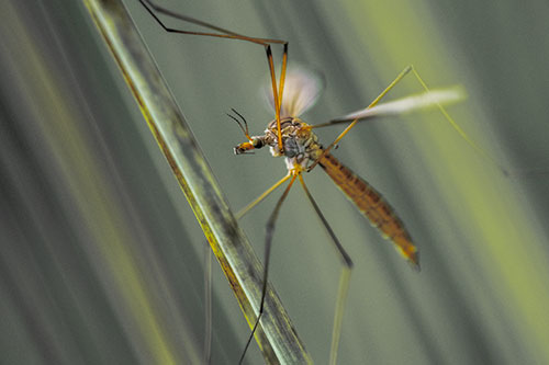 Crane Fly Clinging Ahold To Grass Blade (Yellow Tint)