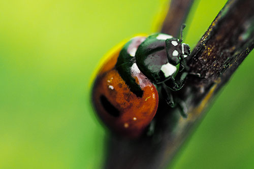 Crawling Ladybug Climbing Up Plant Stem (Yellow Tint Photo)