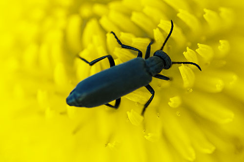 Crawling Oedemera Beetle Searching Atop Dandelion (Yellow Tint)