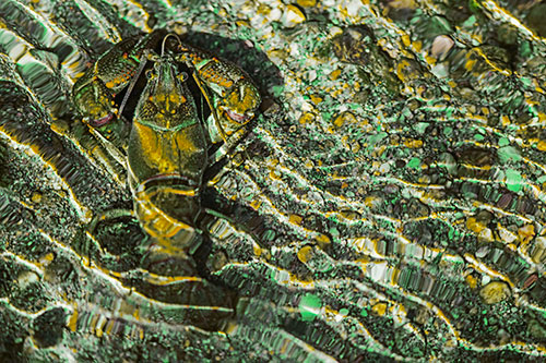 Crayfish Holds Onto Riverbed Floor Among Rippling Water (Yellow Tint Photo)