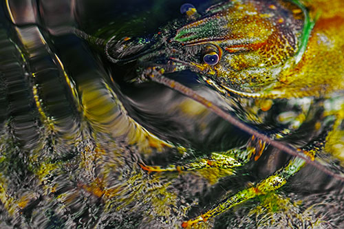 Crayfish Swims Against Rippling Water (Yellow Tint Photo)