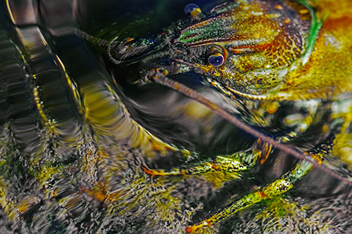 Crayfish Swims Against Rippling Water (Yellow Tint)