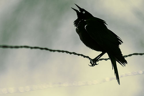 Croaking Grackle Balances Atop Fence Wire (Yellow Tint Photo)