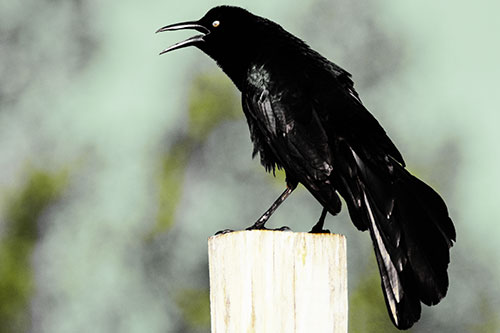 Croaking Great Tailed Grackle Perched Atop Wooden Post (Yellow Tint)
