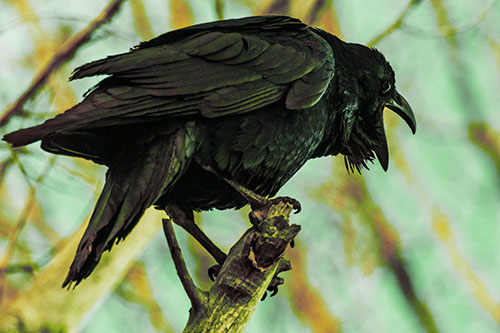 Croaking Raven Perched Atop Broken Tree Branch (Yellow Tint Photo)