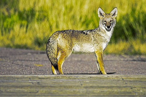 Crossing Coyote Glares Across Bridge Walkway (Yellow Tint Photo)