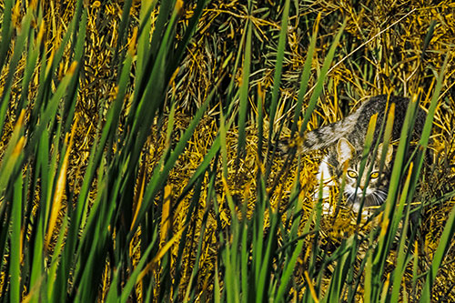 Crouching Cat Hunting Among Tall Reed Grass (Yellow Tint)