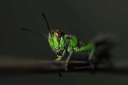 Crouching Grasshopper Gripping Onto Grass Blade (Yellow Tint)