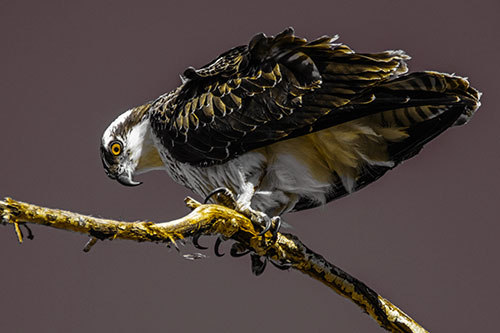 Crouching Osprey Hawk Looking Below Shredded Tree Branch (Yellow Tint)