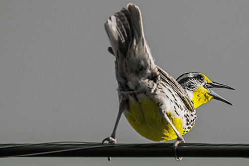 Crouching Western Meadowlark Singing Towards Sunlight (Yellow Tint)