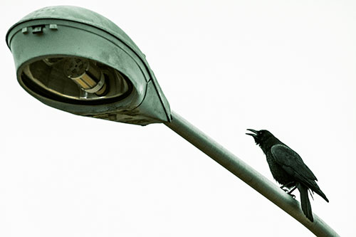 Crow Cawing Atop Sloping Light Pole (Yellow Tint Photo)