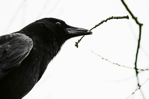 Crow Clasping Stick Among Tree Branches (Yellow Tint Photo)