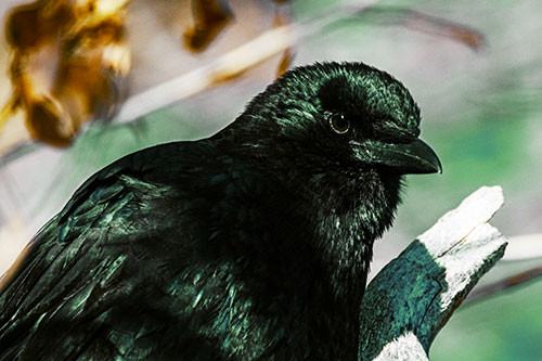 Crow Enjoys Sunshine Atop Broken Tree Branch (Yellow Tint Photo)