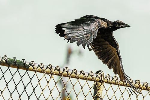 Crow Flying Over Chain Link Fence (Yellow Tint)