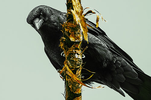 Crow Glaring Downward Atop Peeling Tree Branch (Yellow Tint Photo)