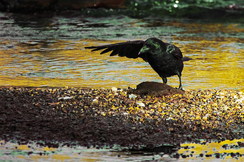 Crow Pointing Upstream Using Wing (Yellow Tint Photo)