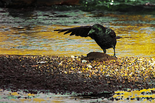 Crow Pointing Upstream Using Wing (Yellow Tint)