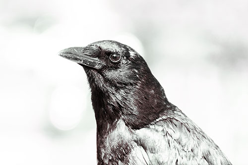 Crow Posing For Headshot (Yellow Tint Photo)