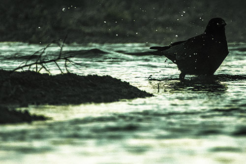 Crow Splashing River Water (Yellow Tint Photo)