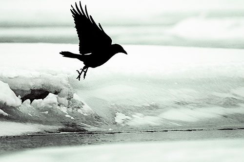 Crow Taking Flight Off Icy Shoreline (Yellow Tint Photo)