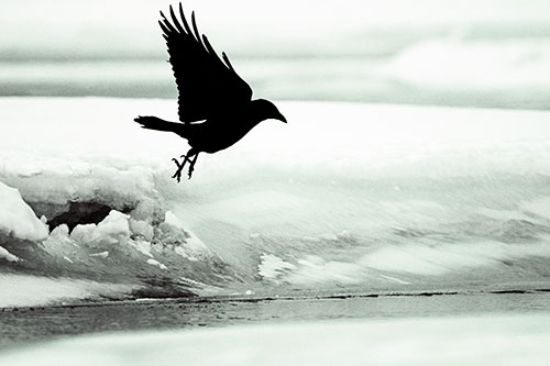Crow Taking Flight Off Icy Shoreline (Yellow Tint)