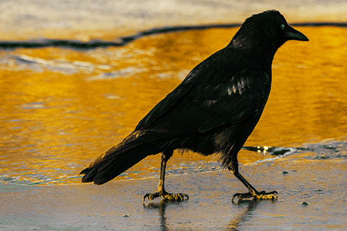 Crow Walking Along Frozen River Ice (Yellow Tint)