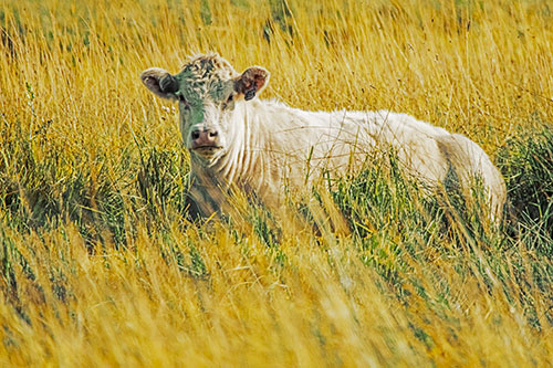 Curious Cow Awakens From Nap (Yellow Tint Photo)
