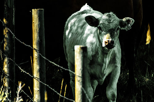 Curious Cow Calf Making Eye Contact (Yellow Tint Photo)