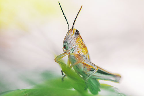 Curious Crouching Grasshopper Perched Atop Leaf Petal (Yellow Tint)