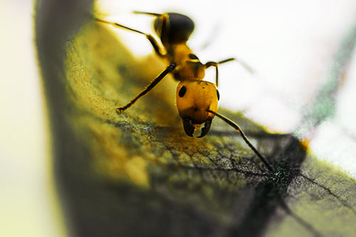 Curious Fire Ant Spreads Mandibles Among Sloping Milkweed Leaf (Yellow Tint)